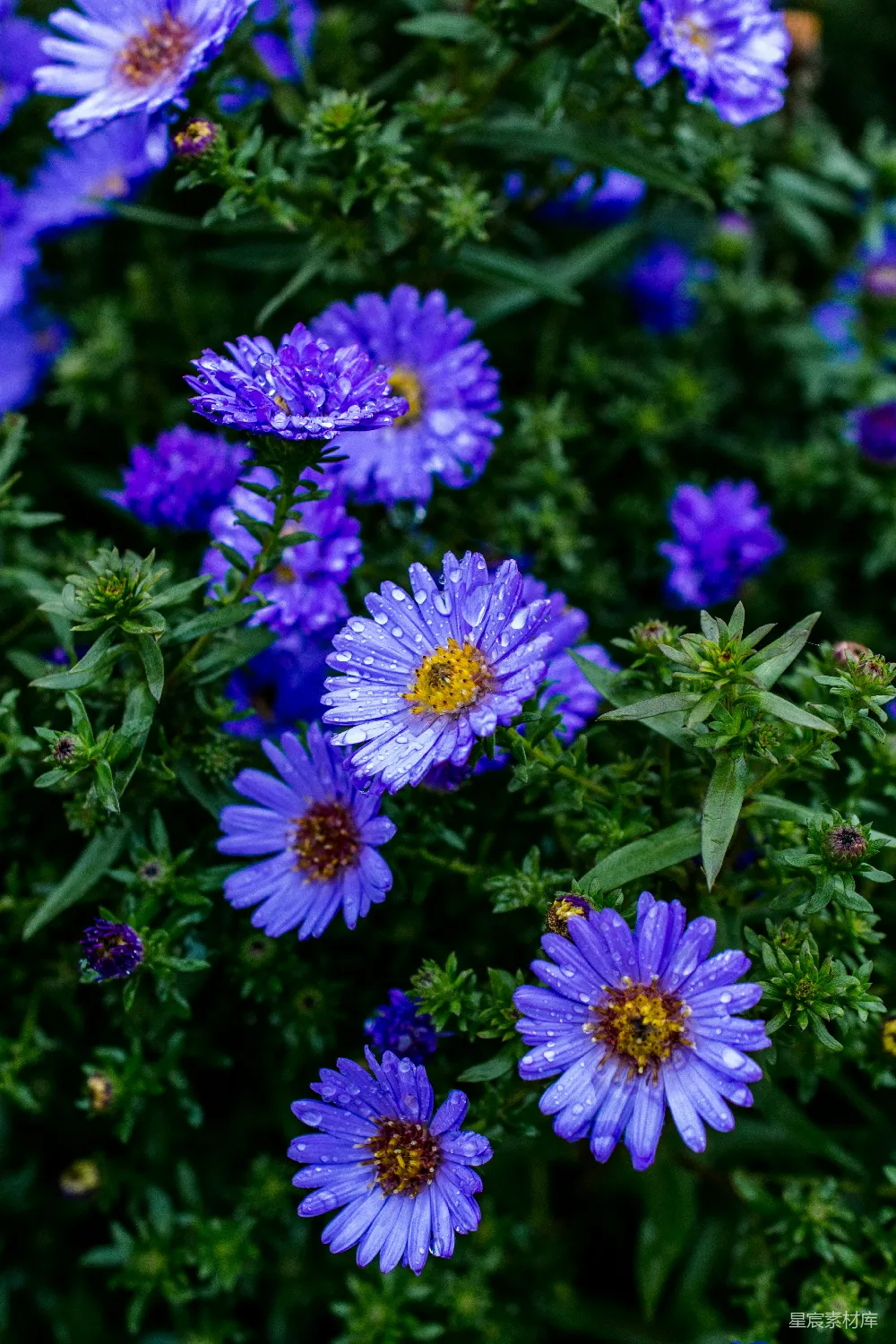高清摄影 紫色花瓣的花朵