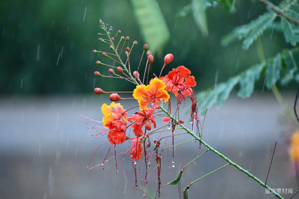 高清摄影 细雨中花朵开得鲜艳美丽。