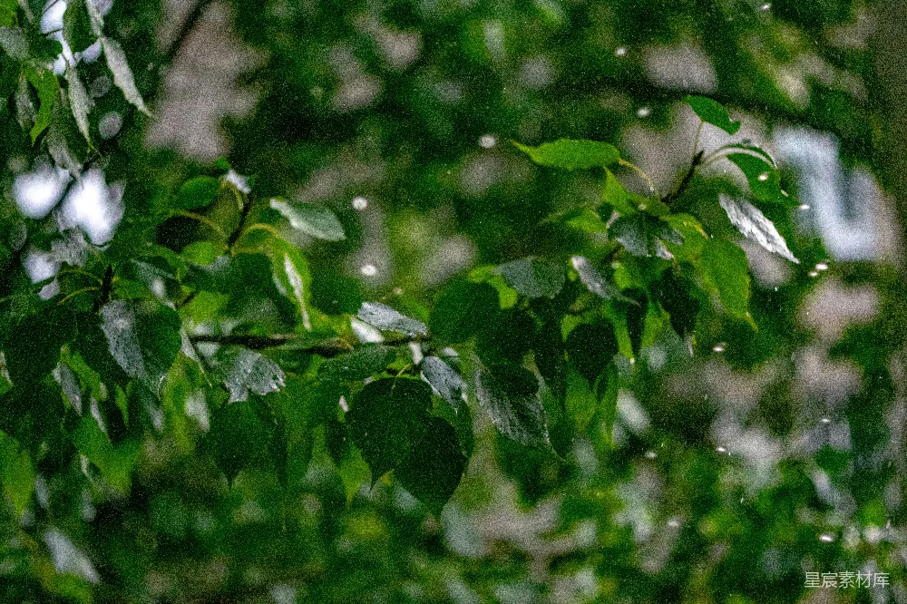 高清摄影 背景中一棵繁茂的树的一处特写