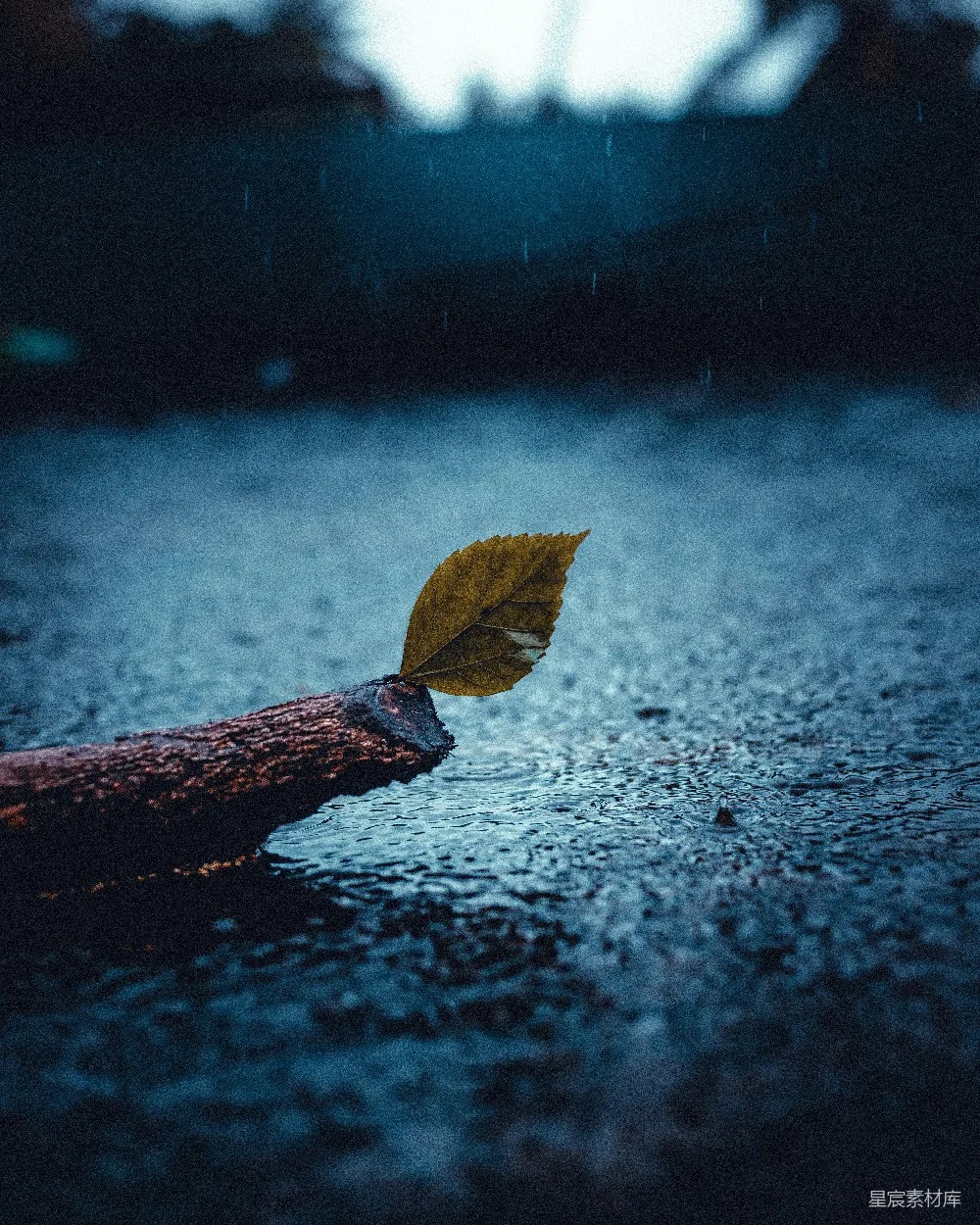 高清摄影 黑色背景上的枯黄干叶
