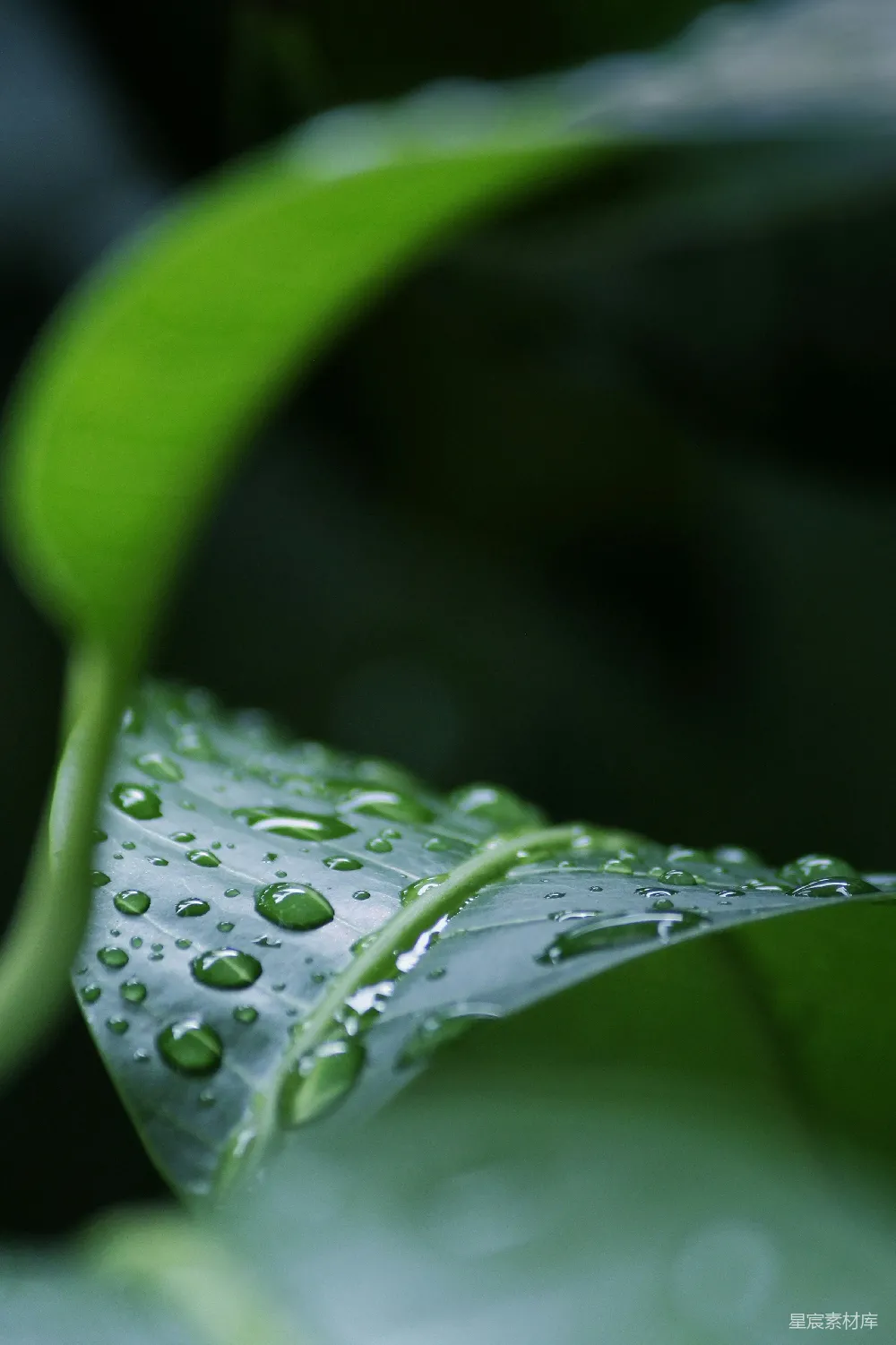 高清摄影 绿叶上的水珠