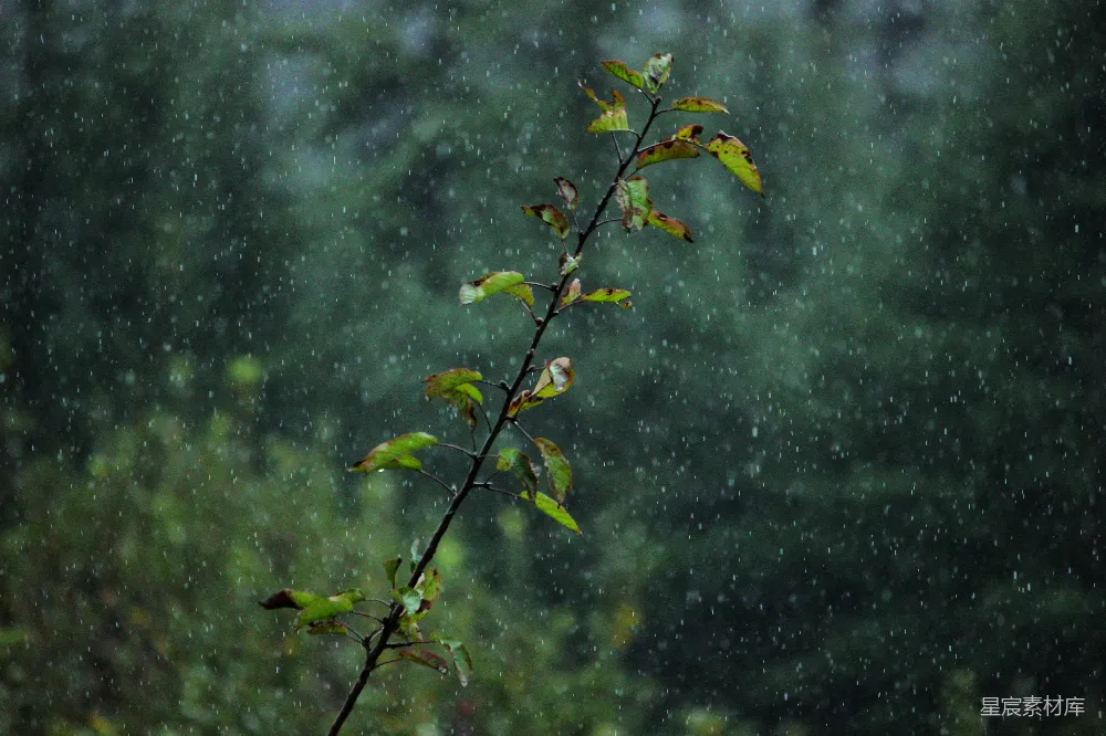 高清摄影 雨中的一根枝条上长满了绿色的叶子
