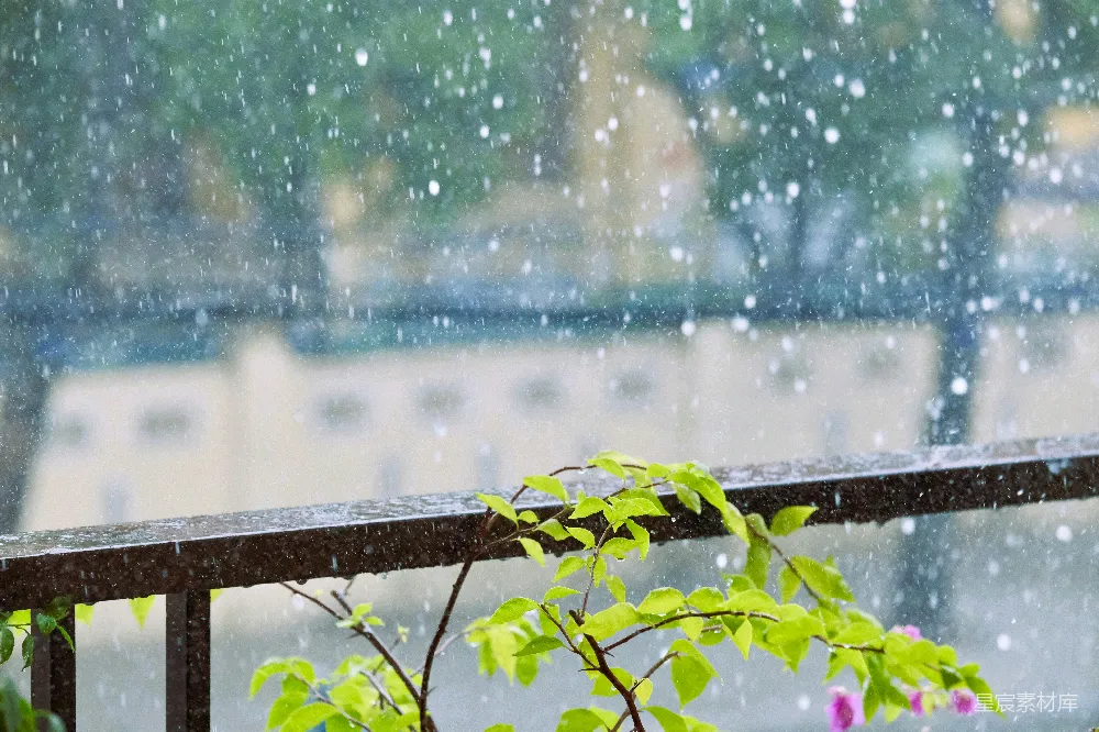 高清摄影 一只鸟坐在雨中的栏杆上