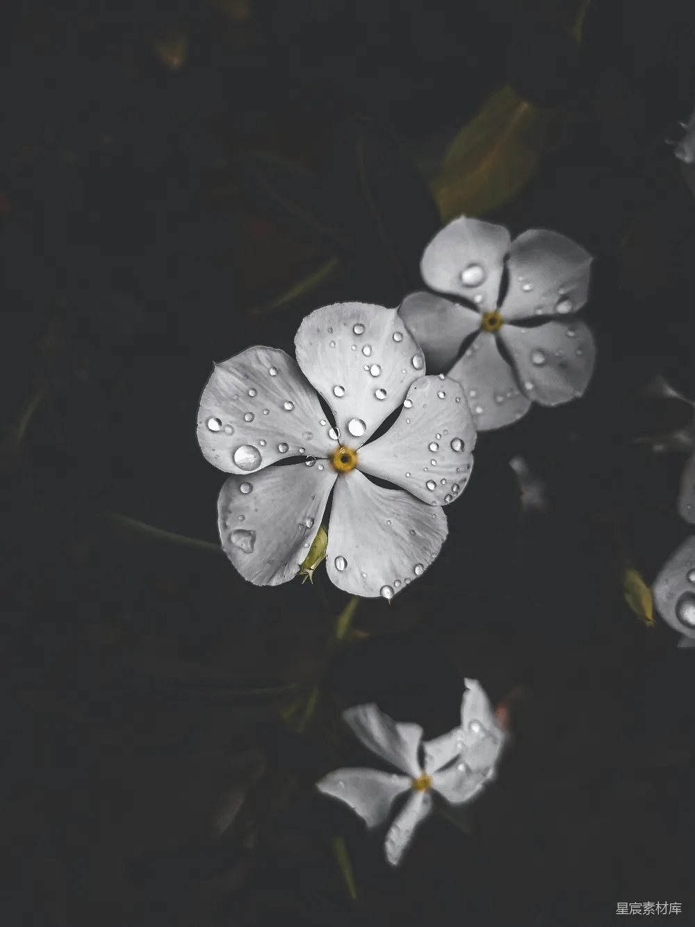 高清摄影 一群带着水珠的白色花朵