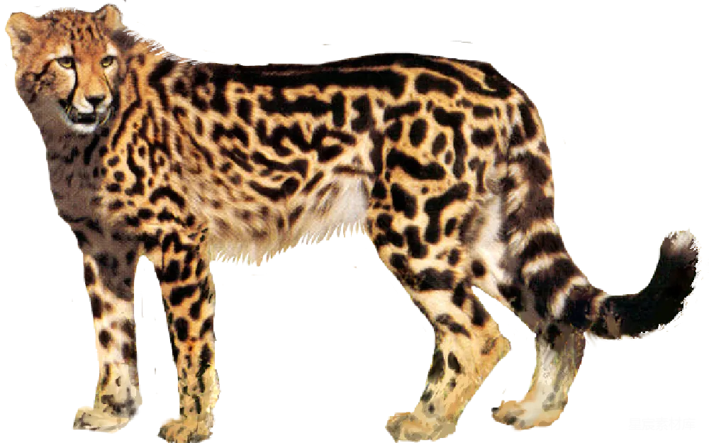 元素素材 元素 猎豹