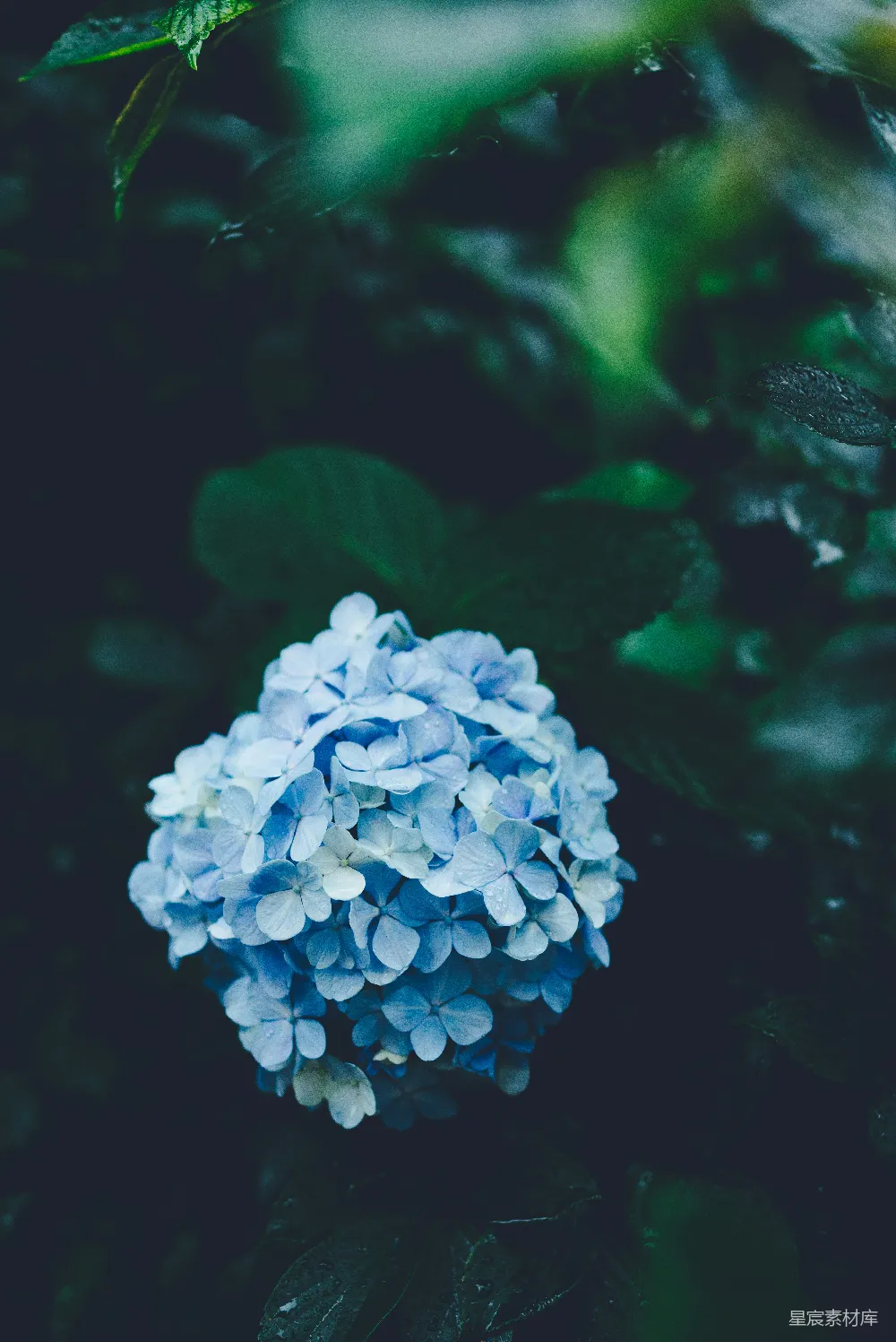 高清摄影 青色花瓣的花朵，绿色的叶子