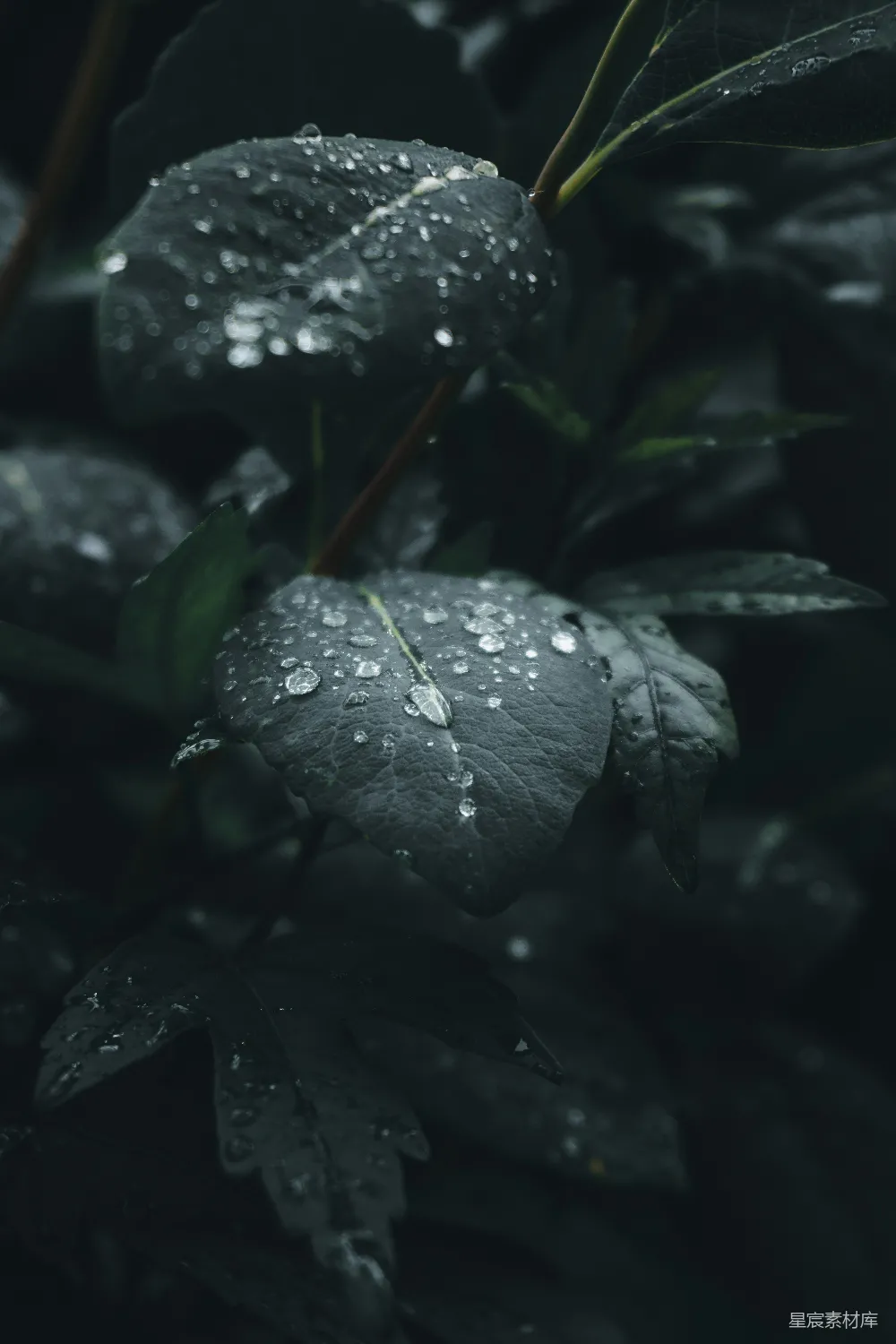 高清摄影 绿色叶片上的水滴