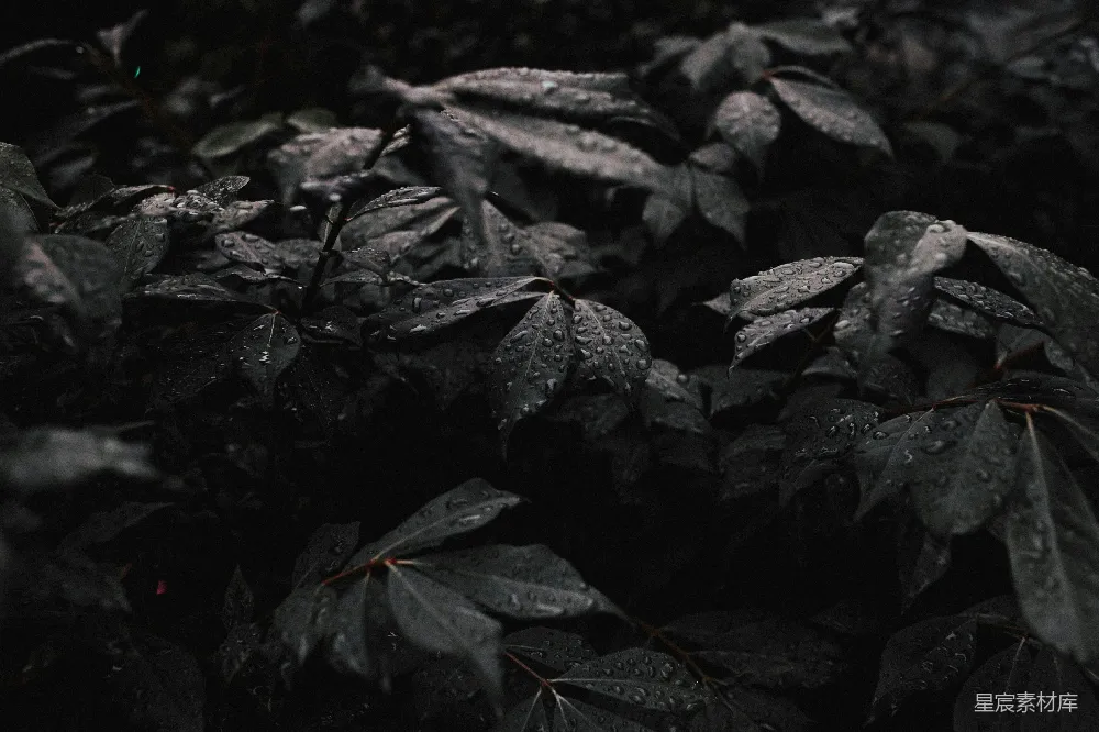 高清摄影 植物的灰度照片