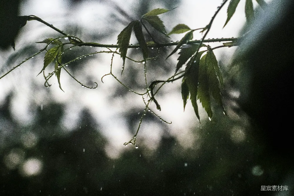 高清摄影 绿叶植物上凝聚的水珠