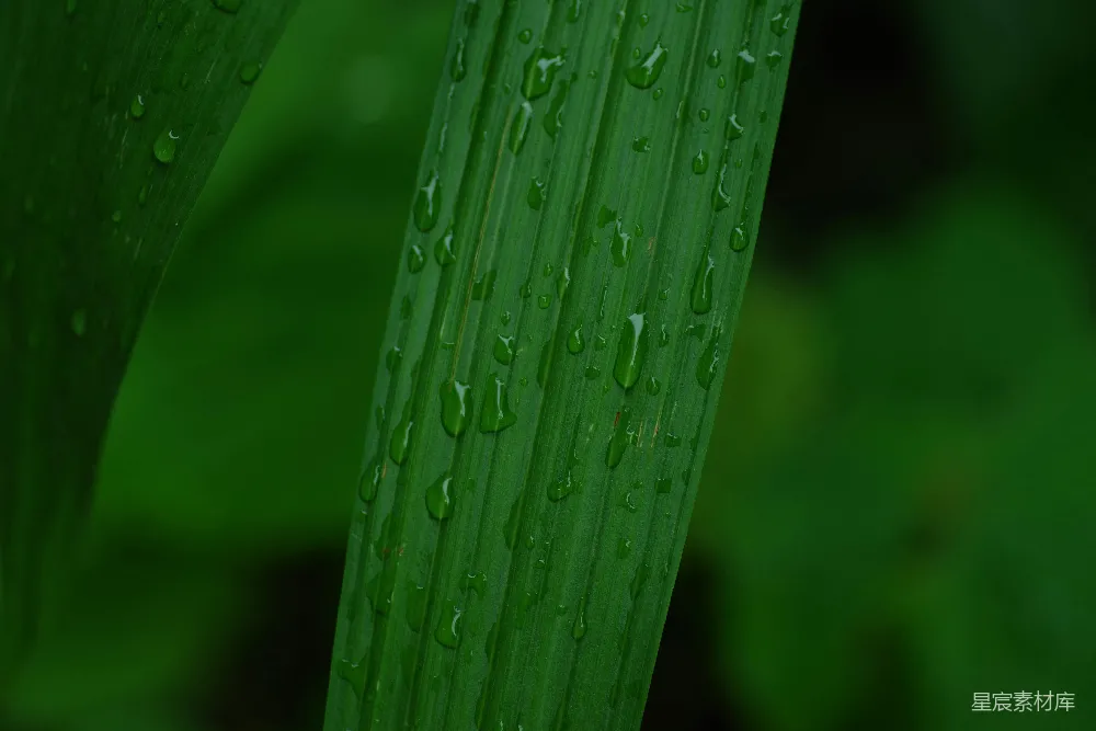 高清摄影 绿色植物上的水珠