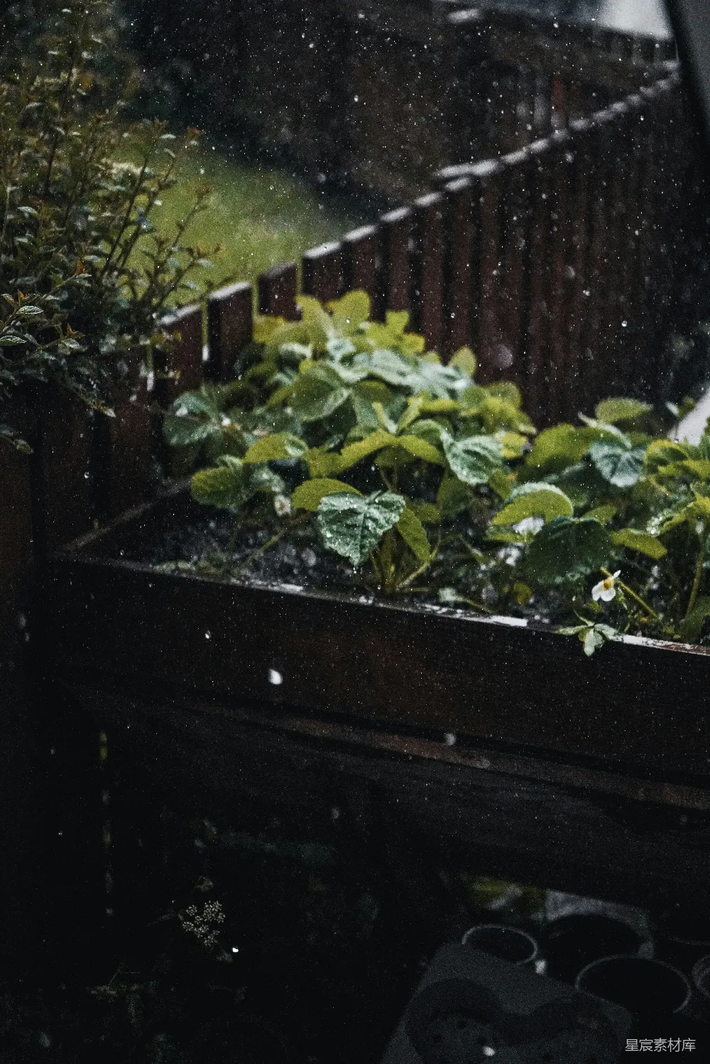 高清摄影 满窗的绿植在雨中