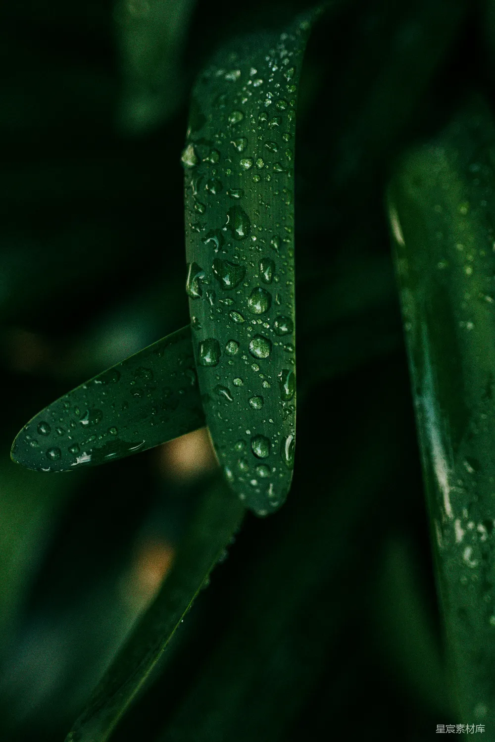 高清摄影 绿叶上的水珠