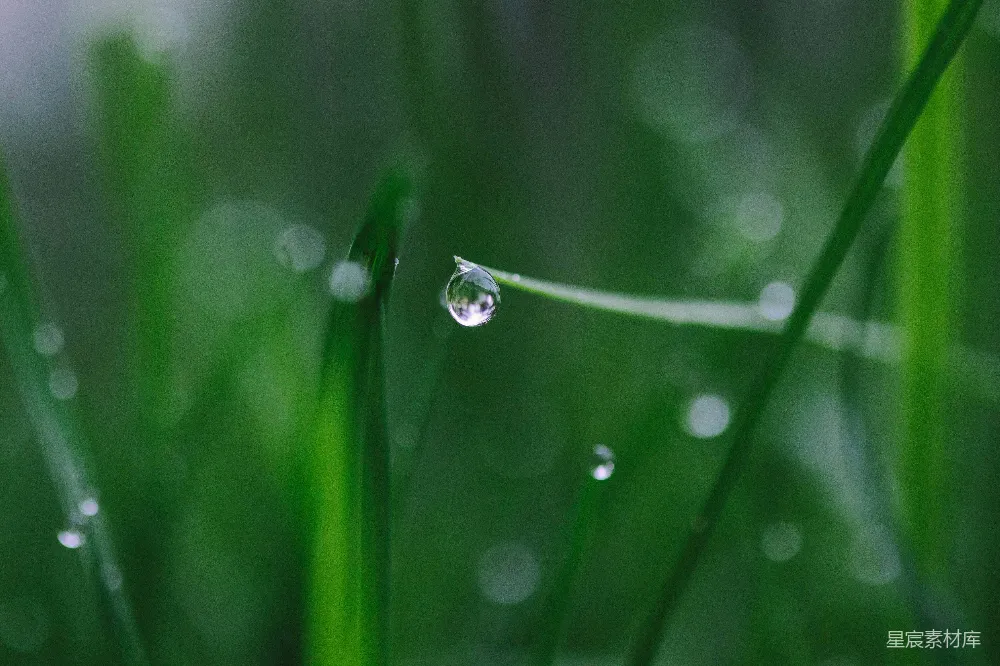 高清摄影 绿草上的露珠