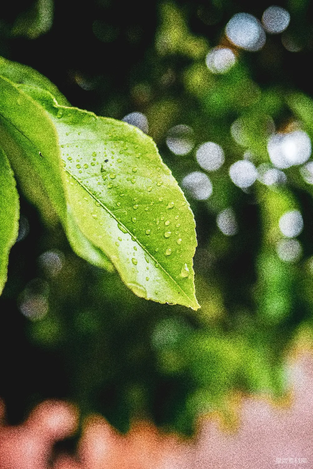 高清摄影 带水珠的绿叶