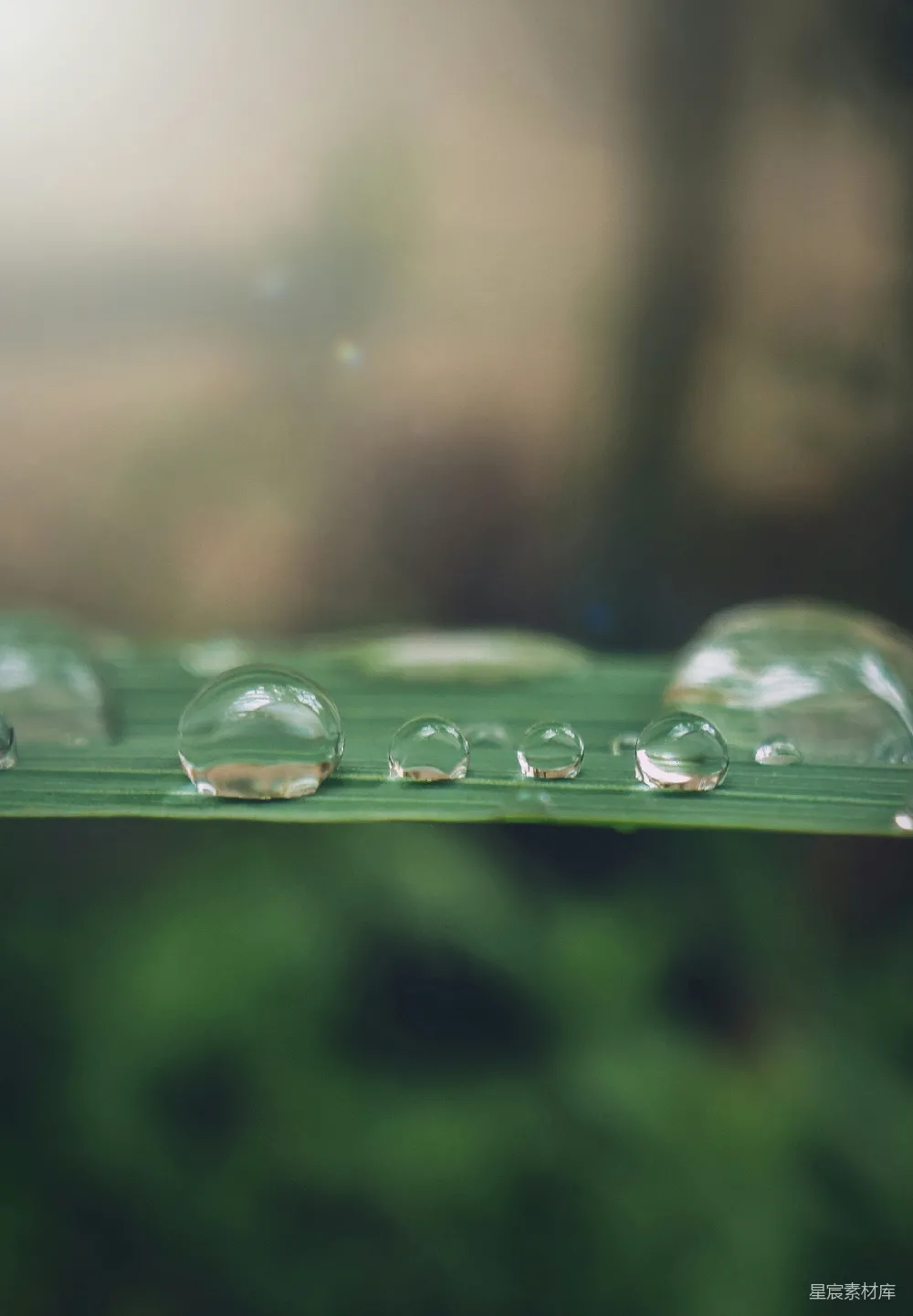 高清摄影 白天绿草上的水滴