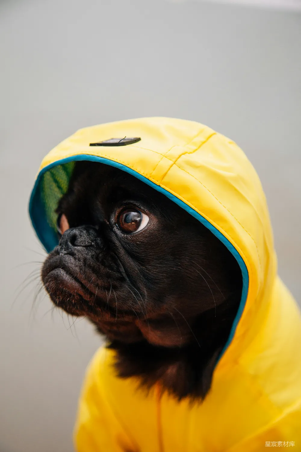 高清摄影 成年黑犬身穿黄色雨衣