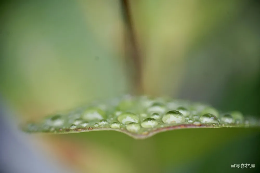 高清摄影 一片叶子的特写镜头，上面附着几滴水珠。