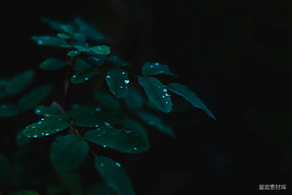 高清摄影 带水珠的红叶