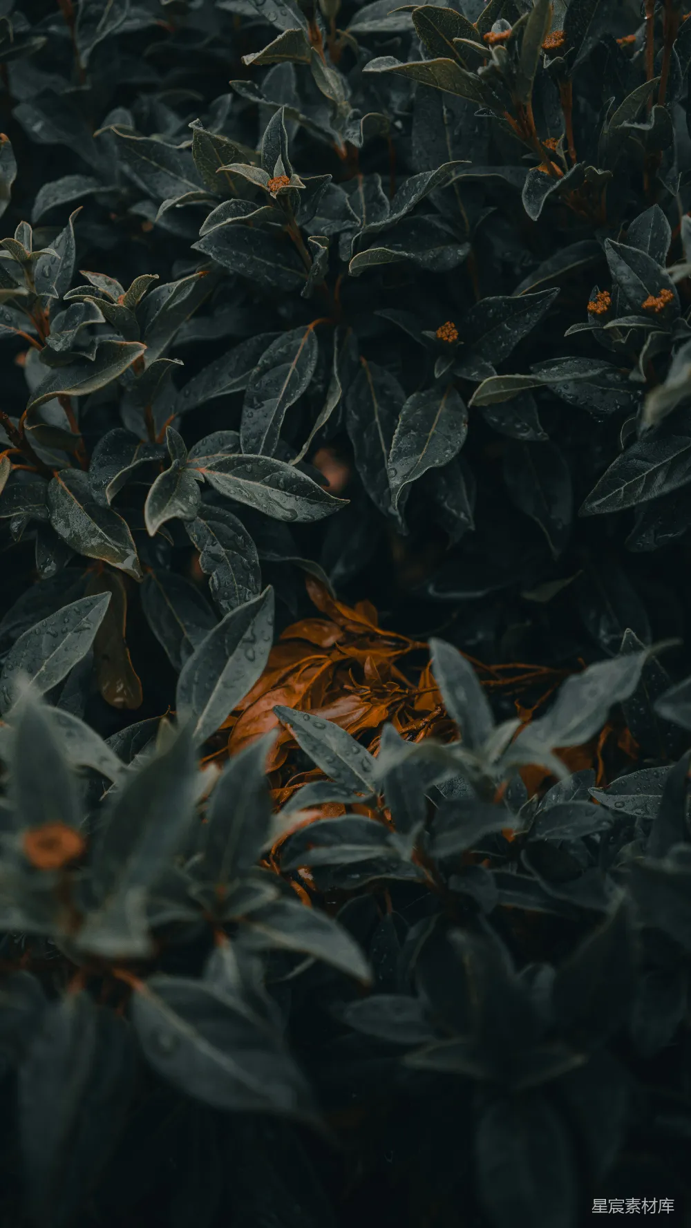 高清摄影 绿色植物