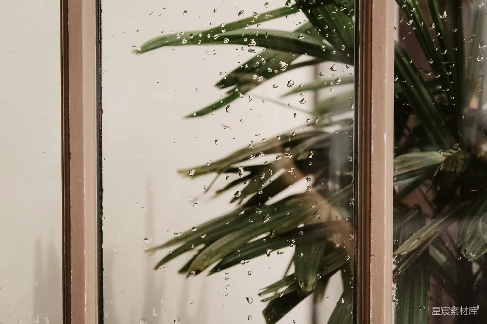 高清摄影 摆在窗边的一盆绿植旁边坐着雨