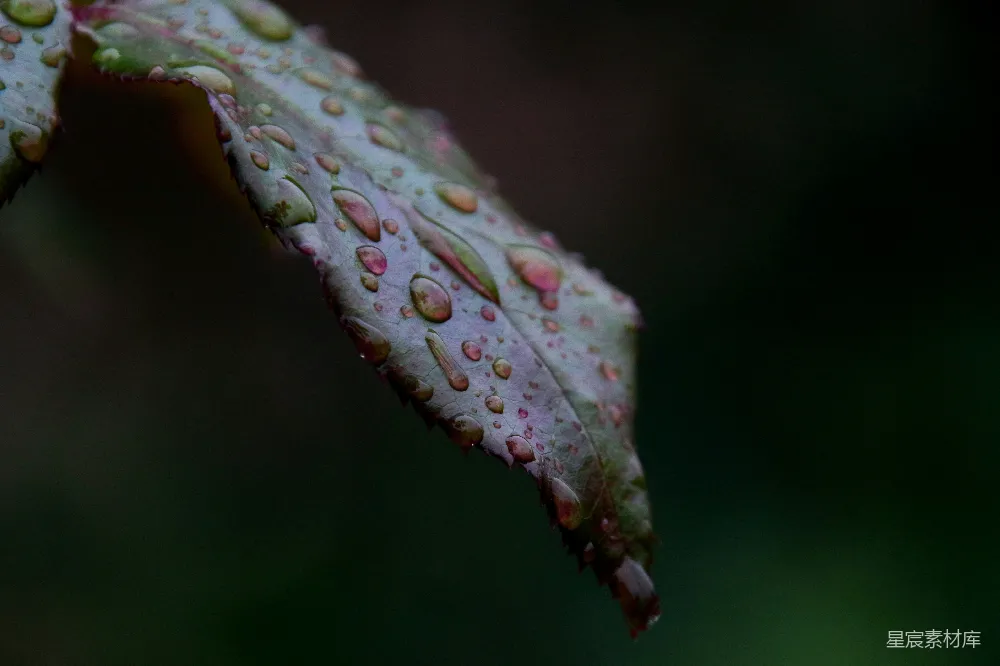 高清摄影 一片叶子的特写镜头，上面挂着几滴水珠。
