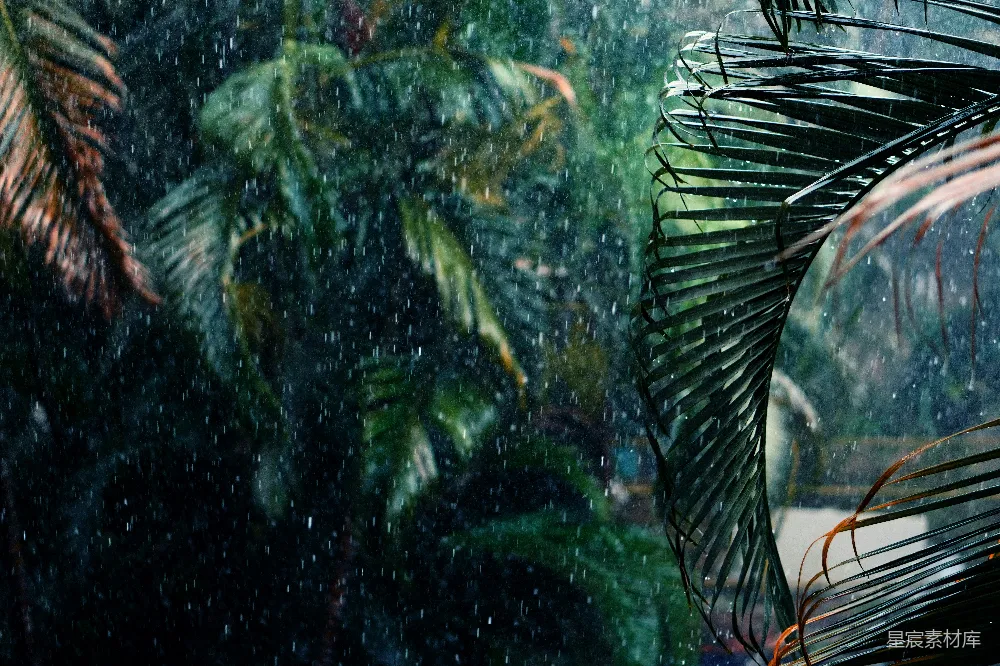 高清摄影 透过蒙上雨珠的窗户看热带森林的一片风景