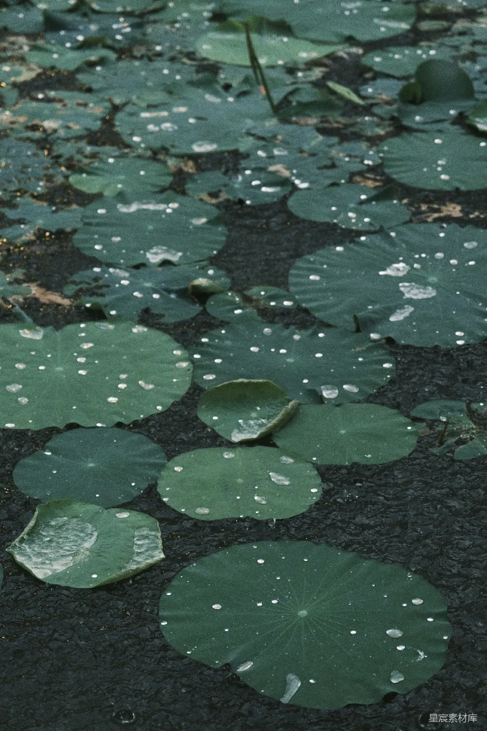 高清摄影 一束生长在地面上的水生植物
