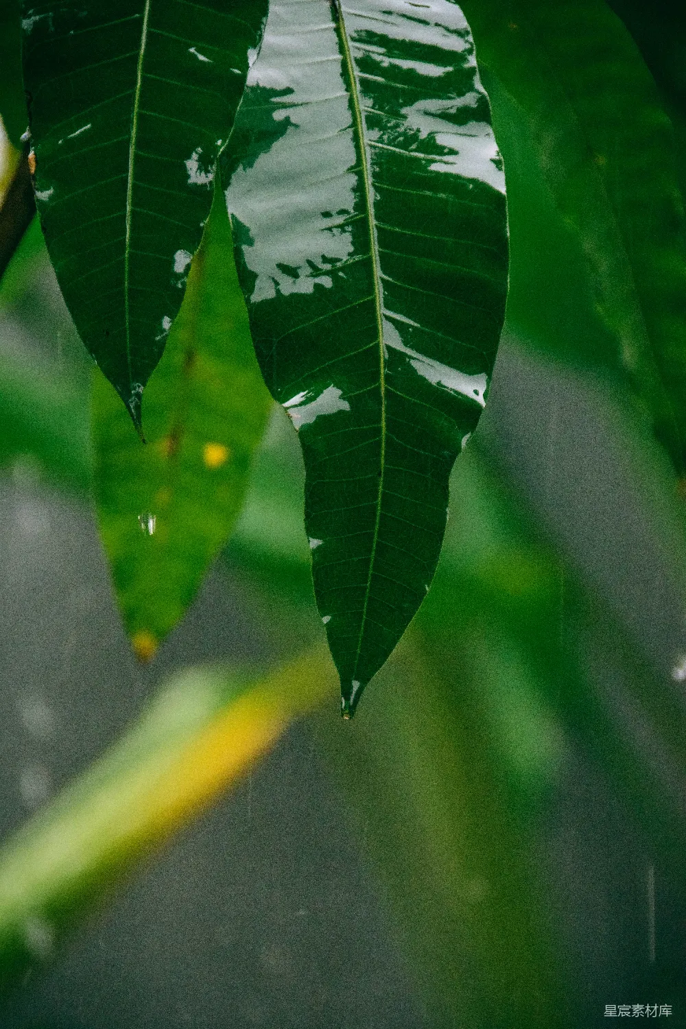 高清摄影 一棵树上挂着一片大大的绿叶