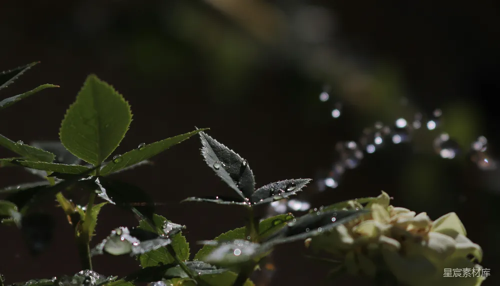 高清摄影 一朵花的特写镜头，上面附着几滴水珠。