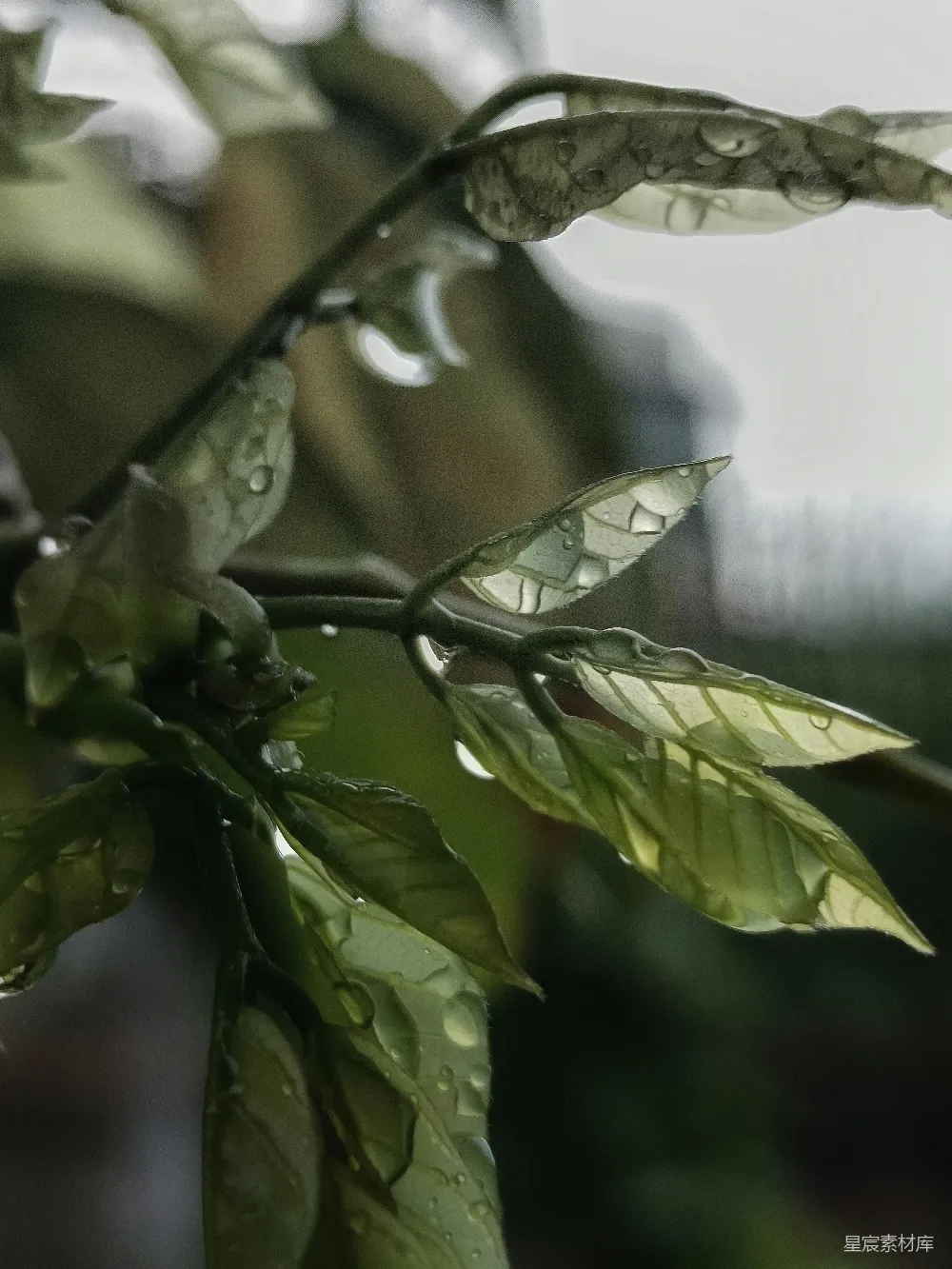 高清摄影 植物上近景，带有水滴