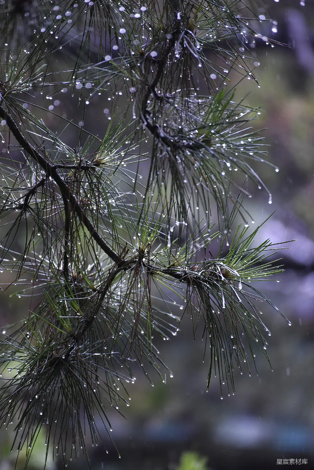 高清摄影 一棵松树的特写镜头，上面挂着雨滴