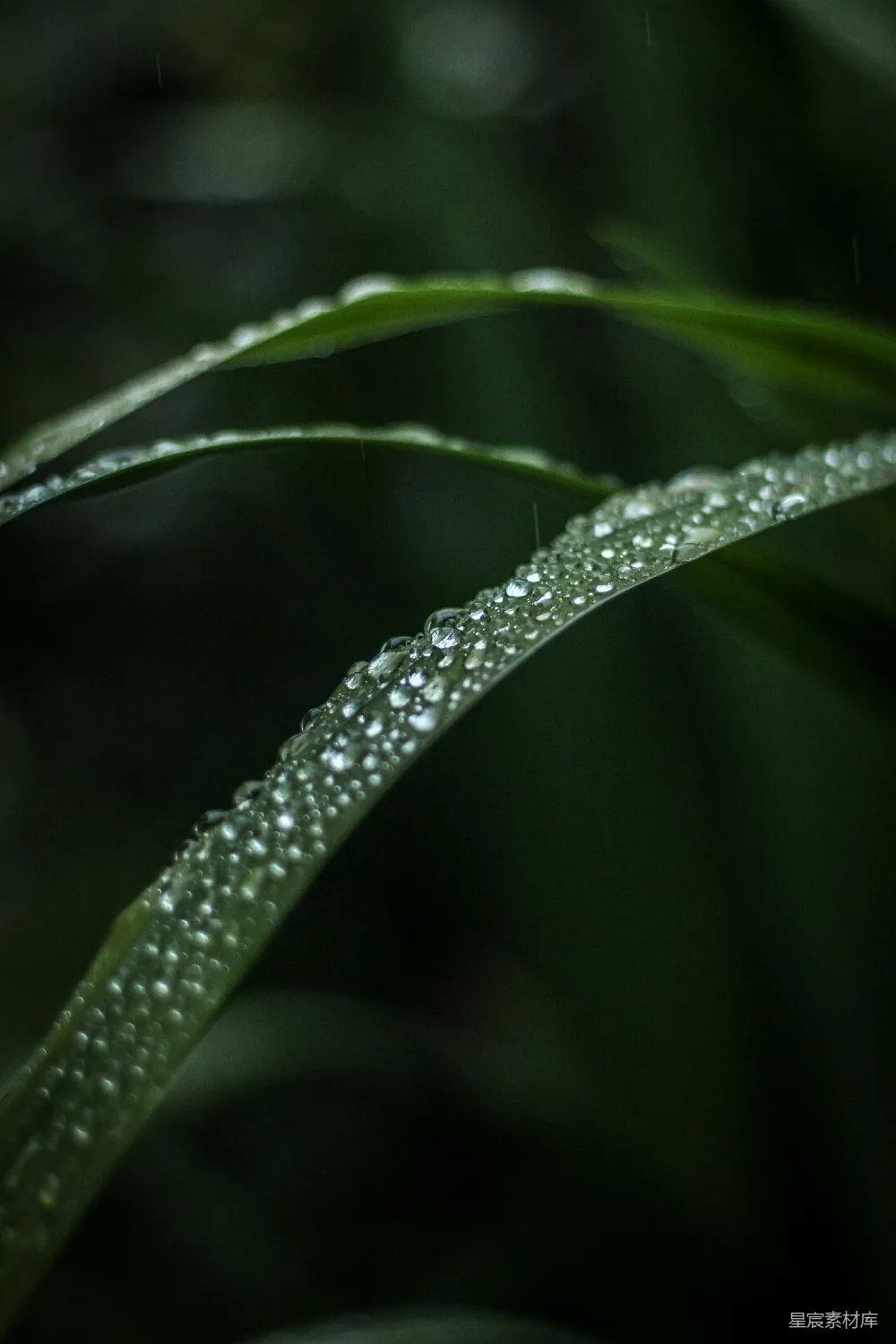 高清摄影 绿叶上的水滴
