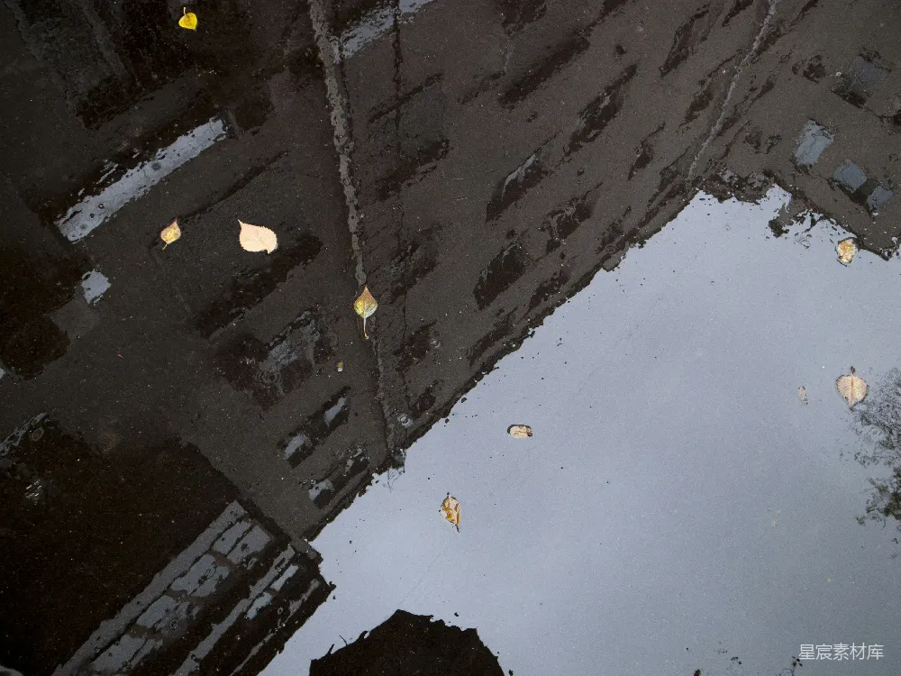 高清摄影 树上落叶