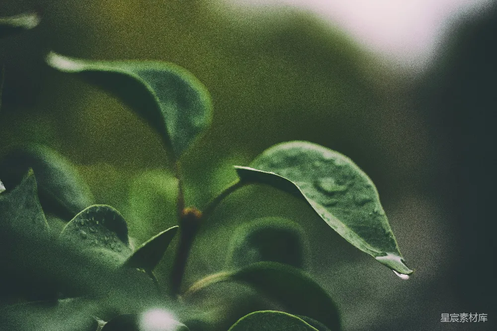高清摄影 聚焦于绿色叶片植物的选择性摄影