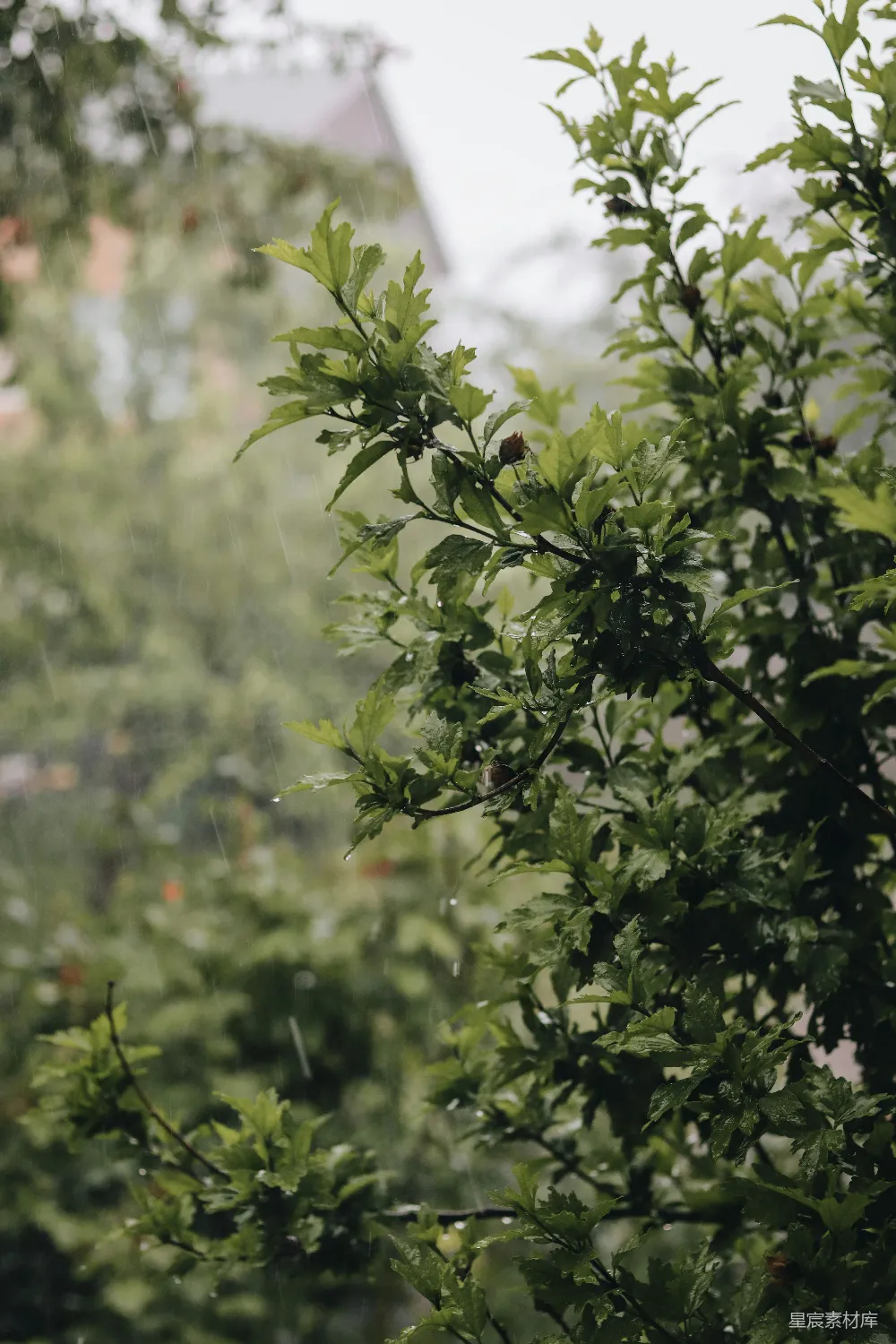 高清摄影 雨中一把伞挂在树上