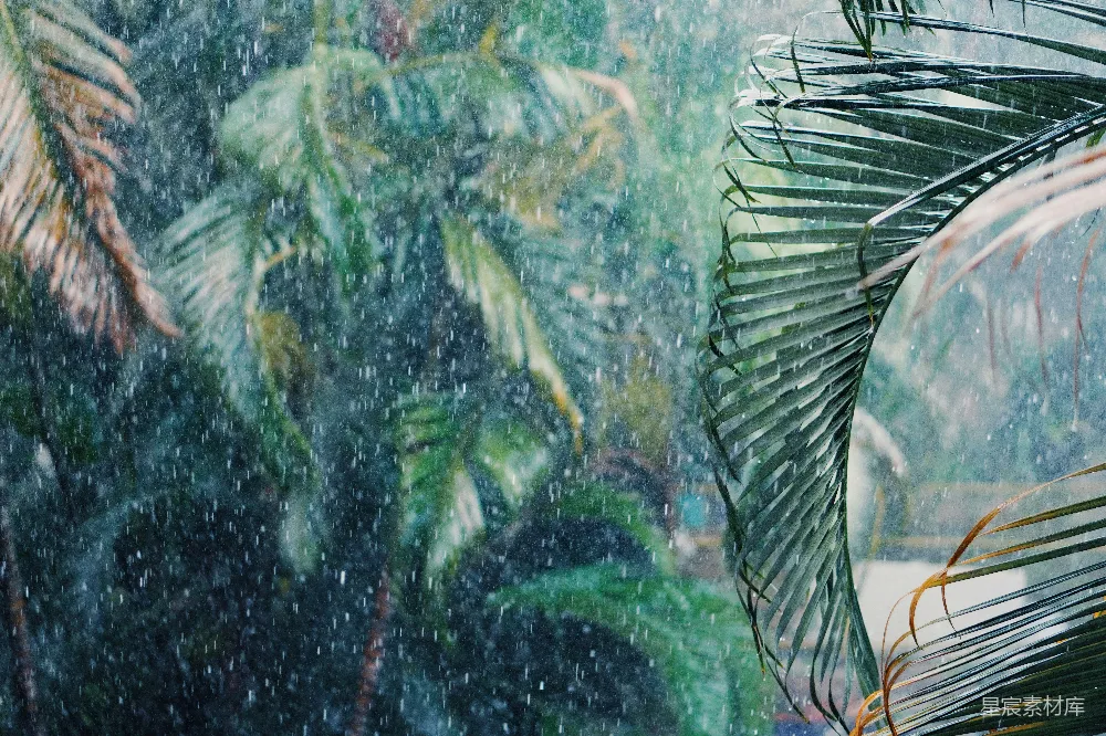 高清摄影 透过窗户看的一片热带雨林