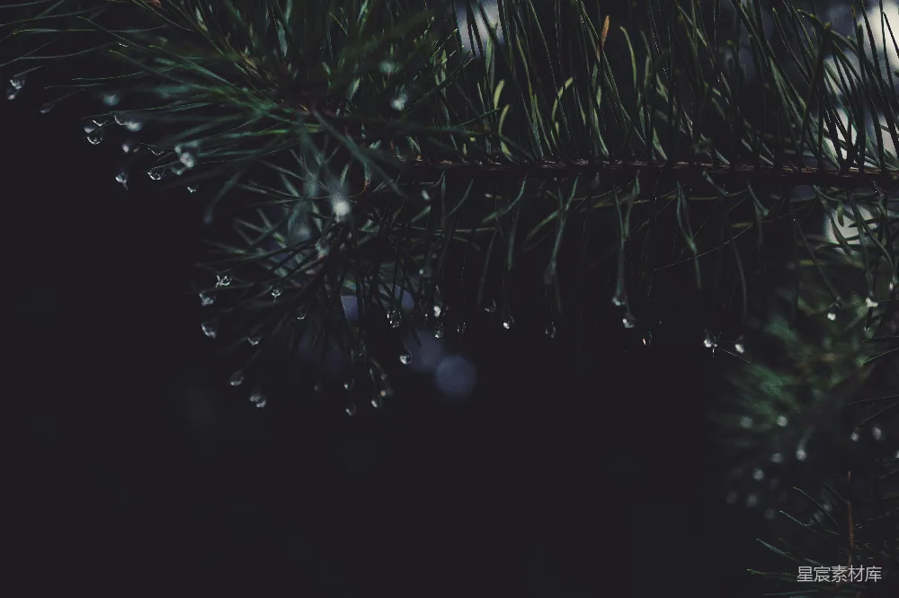 高清摄影 一根挂满水珠的松枝