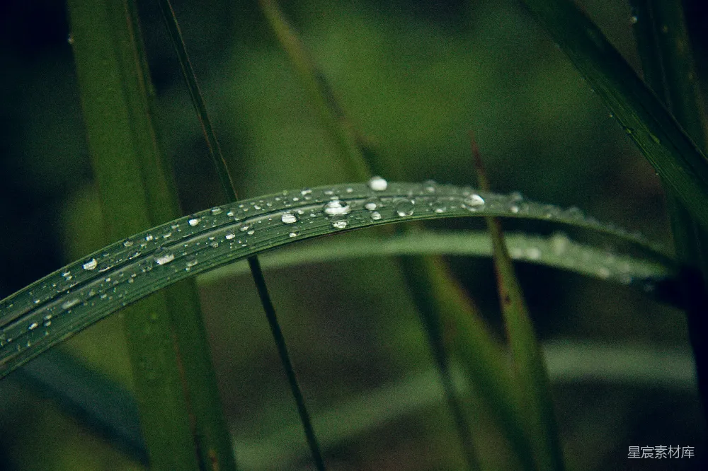 高清摄影 绿叶植物