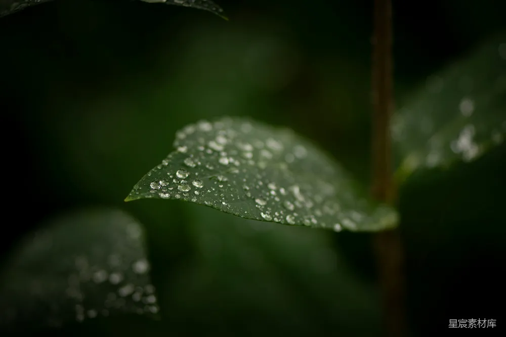 高清摄影 一片叶子上挂着水珠
