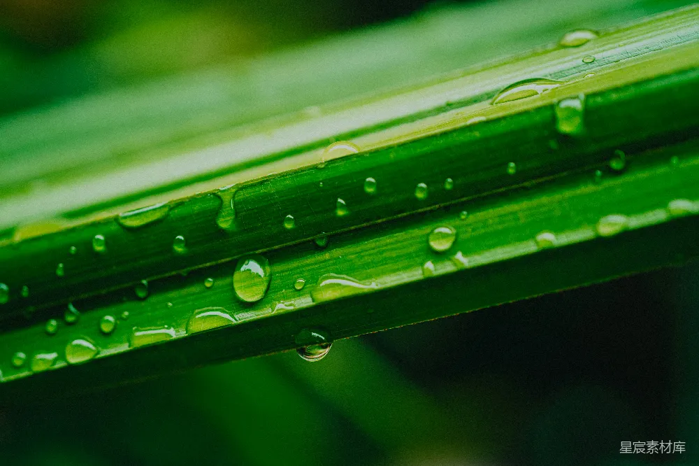 高清摄影 绿叶上的水珠
