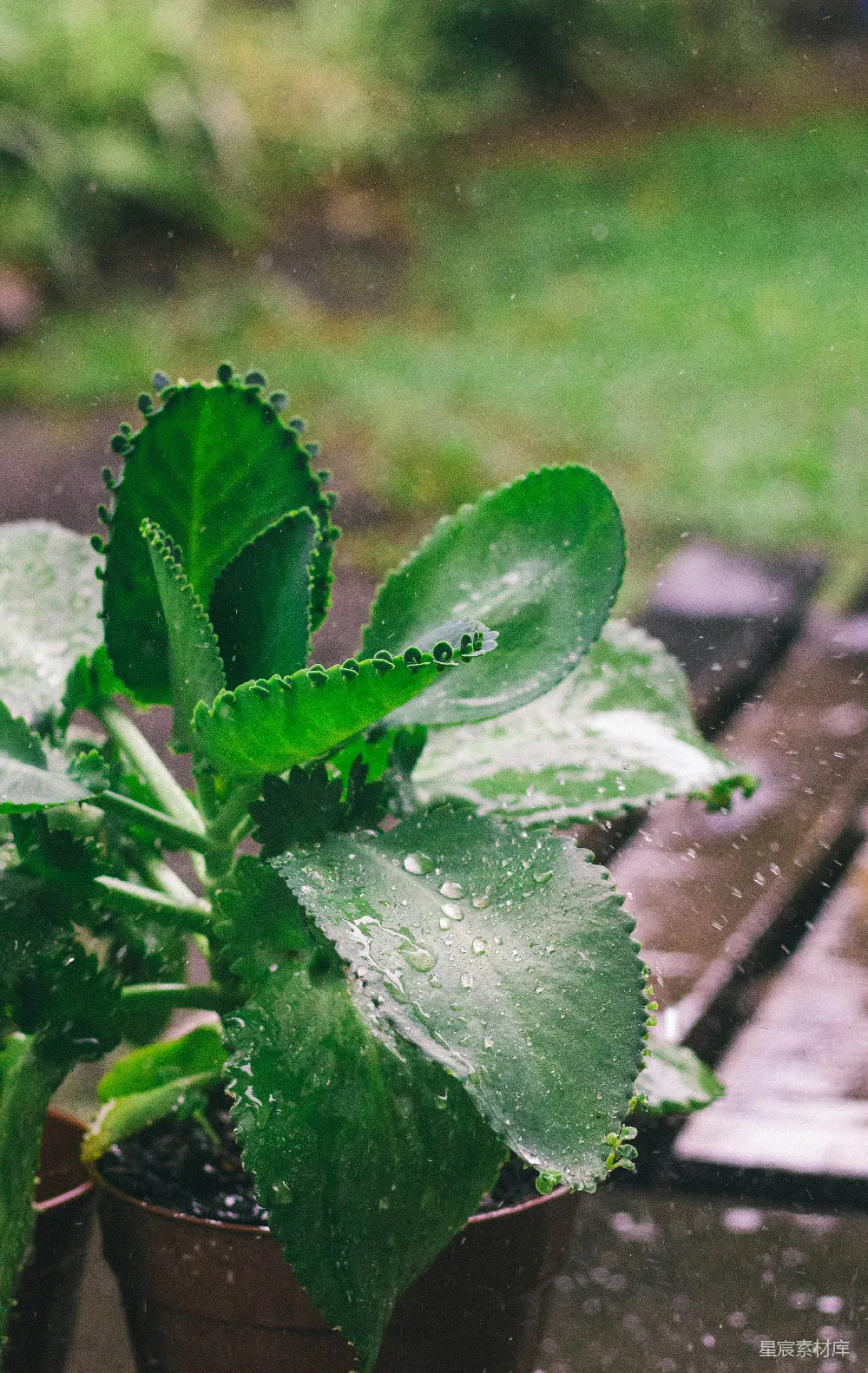 高清摄影 绿叶植物的近距离摄影