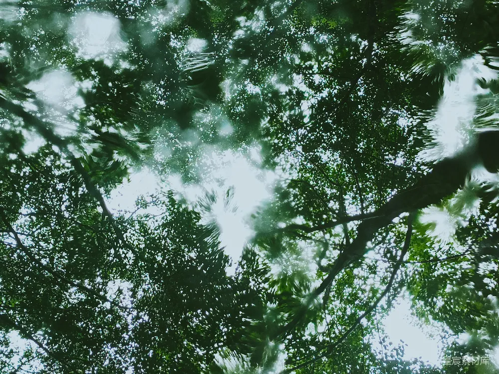 高清摄影 白天绿树上的虫眼视角