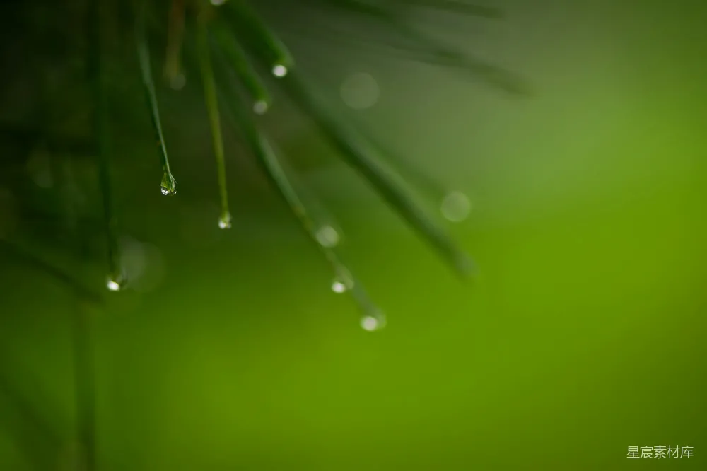高清摄影 一棵挂满水珠的松树