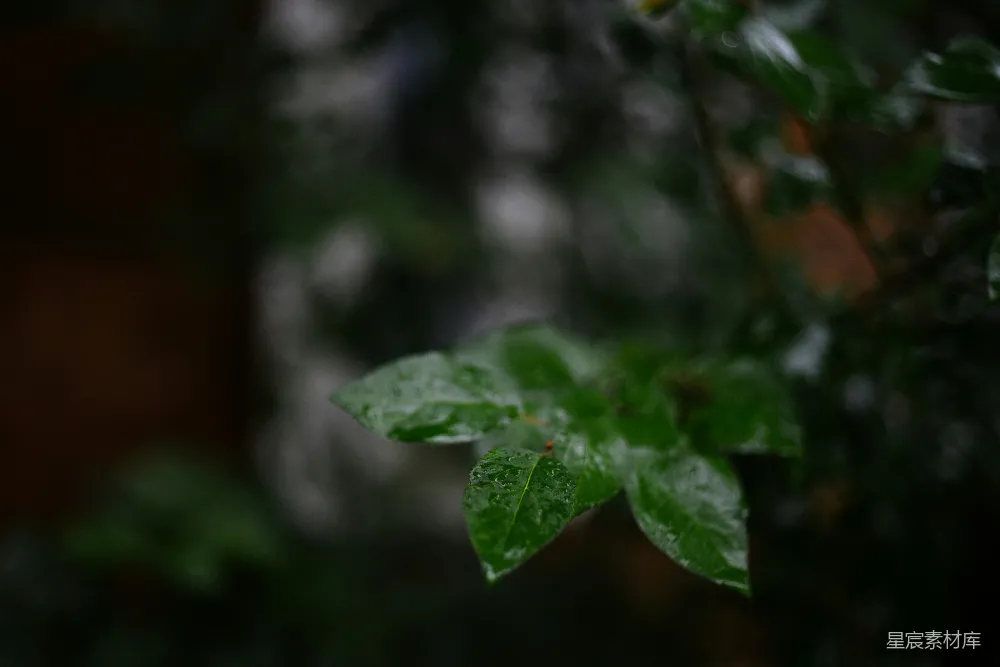 高清摄影 一张植物特写照片，背景模糊。
