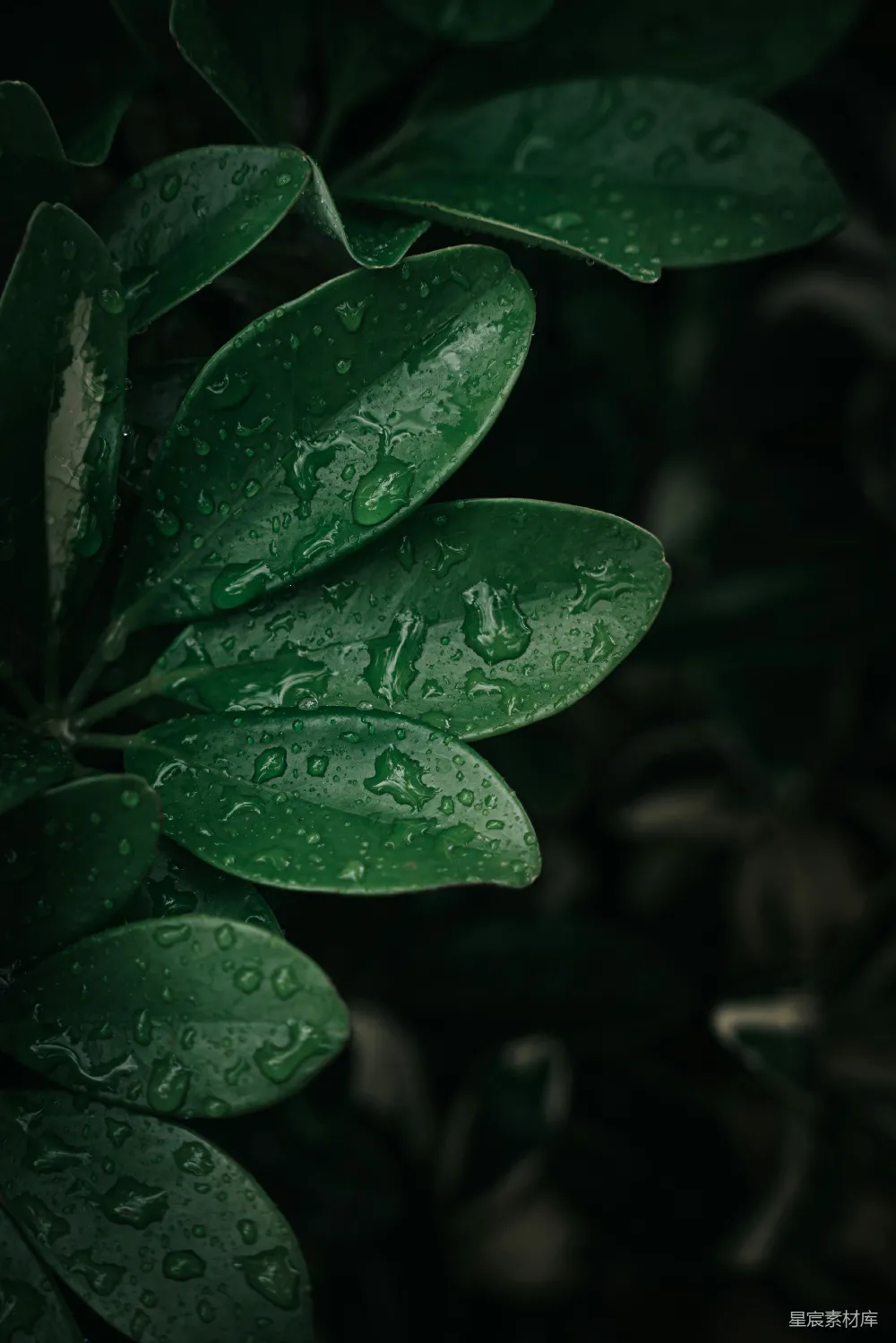 高清摄影 带水珠的绿植物