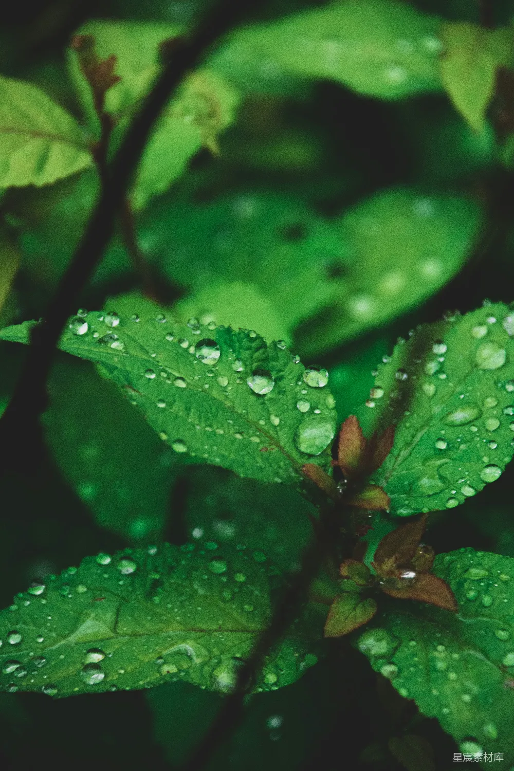 高清摄影 绿叶上的水滴
