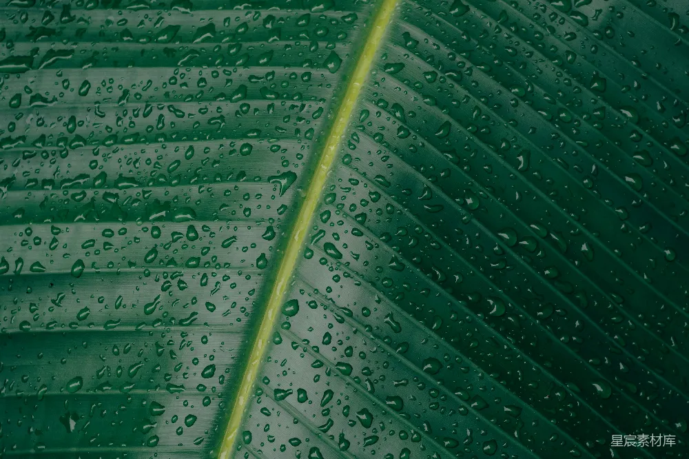 高清摄影 香蕉叶上的水珠