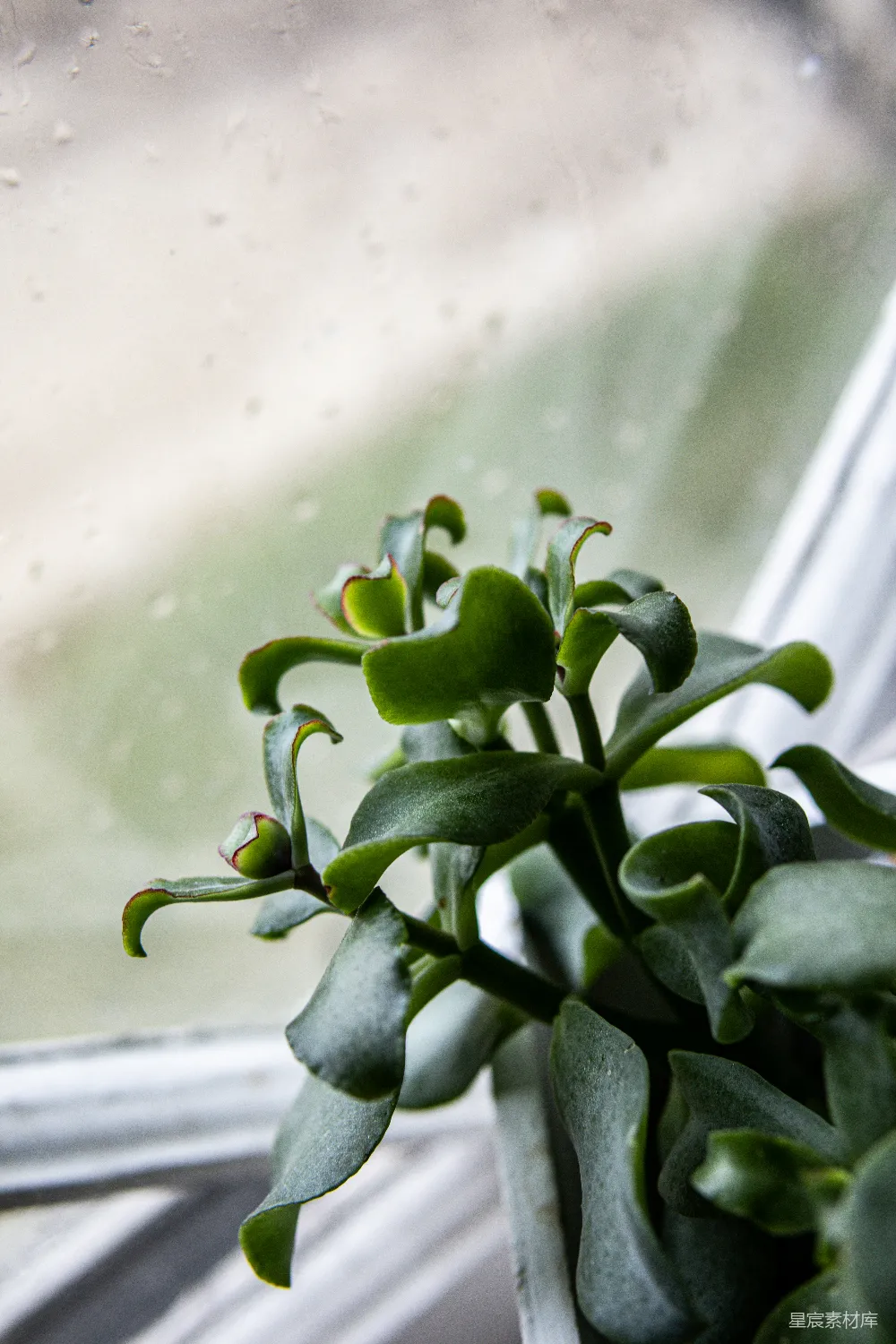 高清摄影 一盆植物摆在窗户前