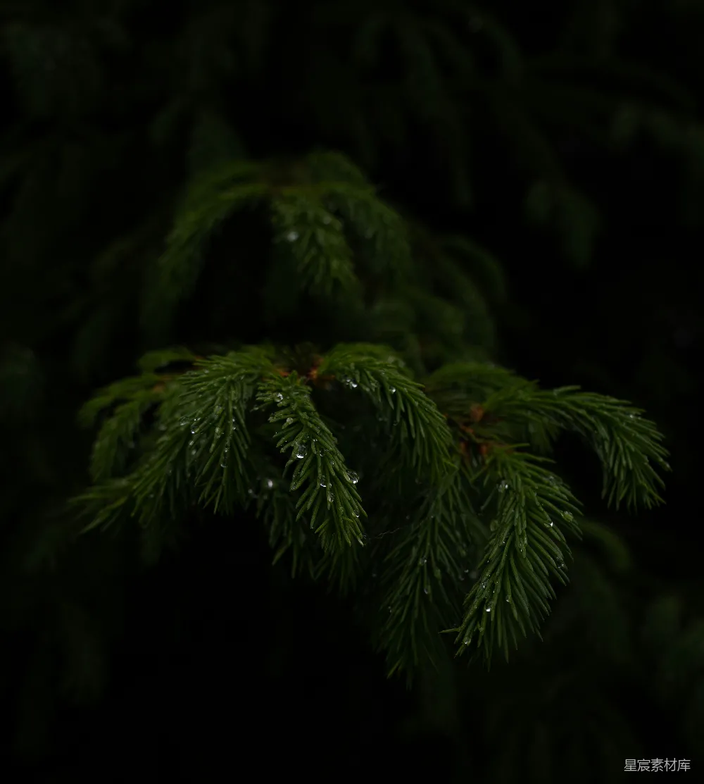 高清摄影 一棵松树的特写镜头，上面挂着水滴。