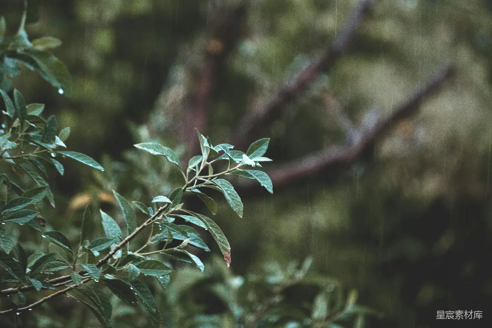 高清摄影 一些枝条的特写镜头